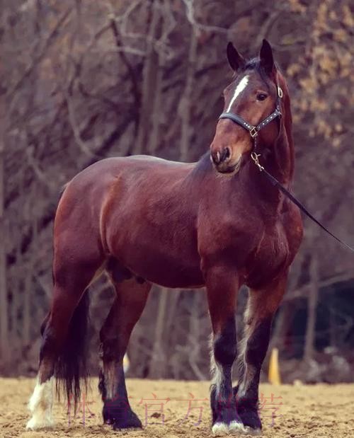 AC定能馴「馬」